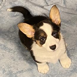 Sprout - Sable merle and white female Cardigan Welsh Corgi puppy in Brookings, Oregon from Dragonfly Cardigans