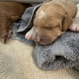 Goldendoodle Puppies from Teddy Grace Doodles