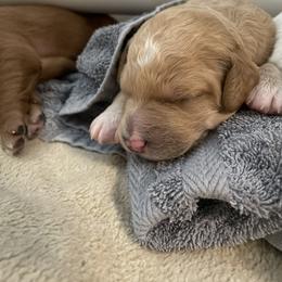 Goldendoodle Puppies from Teddy Grace Doodles