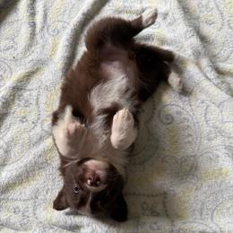 Sun - Red female Border Collie puppy in Grapeview, Washington from Athena’s Collies