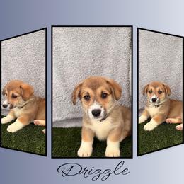 Drizzle - Sable male Pembroke Welsh Corgi puppy in Kiowa, Colorado from Cool Water Corgis LLC