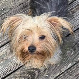 Yorkshire Terriers from Savvy Pups