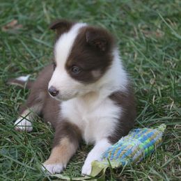 Border Collie, English Setter, and Miniature American Shepherd Puppies from First Harmony Farms