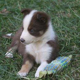Border Collie, English Setter, and Miniature American Shepherd Puppies from First Harmony Farms