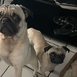 Roxy - Pug