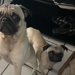 Roxy - Pug