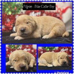 Pilgram - Golden male Golden Retriever puppy in Touchet, Washington from Northwest Rainbow Aussies and Golden Retrievers