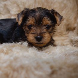 Yorkshire Terrier Puppies from Sharon Gellerman's Yorkshire Terriers