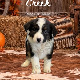 Creek - Black tri male Miniature Australian Shepherd puppy in Oronogo, Missouri from Dutton's Show Me Farms