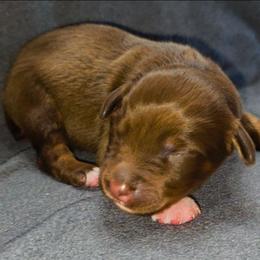 Enzo - Red tri-color male Australian Shepherd puppy in Marengo, Indiana from J&J Kennel