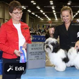 Cavalli  - Havanese
