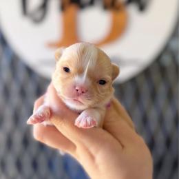Bruiser - Fawn and white male Chihuahua puppy in Harrison, Michigan from Cloud9 Chihuahuas