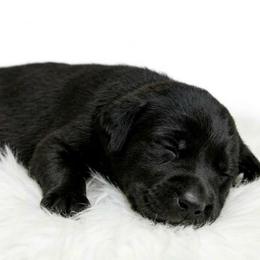 Girl 5 - Black female Cane Corso puppy in Haslet, Texas from Trained To Go Corso Kennels (T.T.G. Corso Kennels)