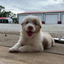 Top Draft Miss Brush Creek - Red merle female Australian Shepherd puppy in Washington, Oklahoma from Top Draft Genetics