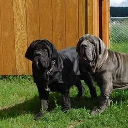 Molosser (Bully x)s from Grizzly Molossus