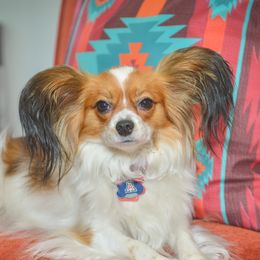 Zoe - Papillon