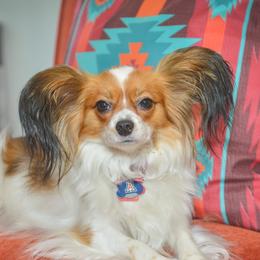 Zoe - Papillon
