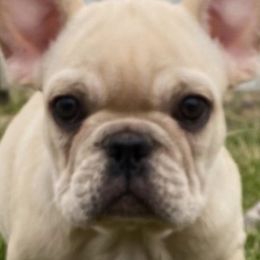 French Bulldogs from Campbell Castillo's French Bulldogs