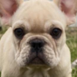 French Bulldogs from Campbell Castillo's French Bulldogs