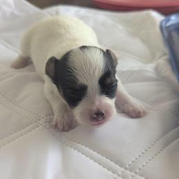 Lilly's AKC girl Daisy - White black and tan female Papillon puppy in Joshua, Texas from Summertime Kennels