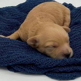 Aussiedoodles, Bernedoodles, Goldendoodles, and Poodles from Loula's Poodles and Doodles