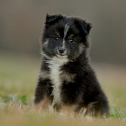 Anise - Black tri female Toy Australian Shepherd puppy in Hartman, Arkansas from Southern Edition Aussies