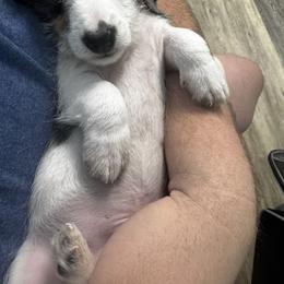 Boy 3 - Piebald male Dachshund puppy in Gastonia, North Carolina from Lanier’s Little Weenies