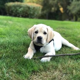Labrador Retriever Puppies from Aiyer Brothers Labradors