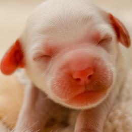 Slinky - Caramel cream male Australian Labradoodle puppy in Redding, California from Shasta Royal Monroe Puppies