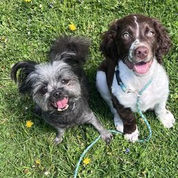 English Springer Spaniels from Silly Goose Springers