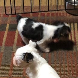 Yorkshire Terriers from Ellen's Yorkshire Terriers