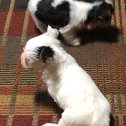 Yorkshire Terriers from Ellen's Yorkshire Terriers