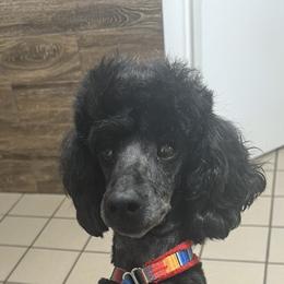 Roxy - Poodle