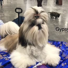 Gypsy - Shih Tzu