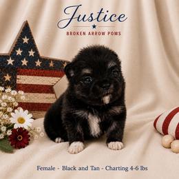 Justice - Black and tan female Pomeranian puppy in Sandia, Texas from Broken Arrow Poms
