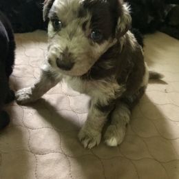 Aussiedoodle Puppies from Aussiedoodles of Oregon