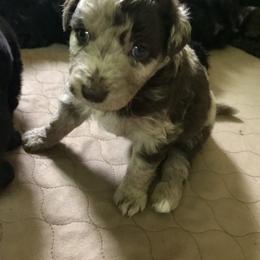 Aussiedoodle Puppies from Aussiedoodles of Oregon
