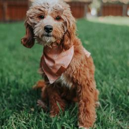 Sadie - Goldendoodle