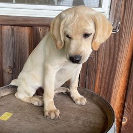 On Sale! Lightening - Labrador Retriever puppy in Harrison, Arkansas from Brandywine Labradors