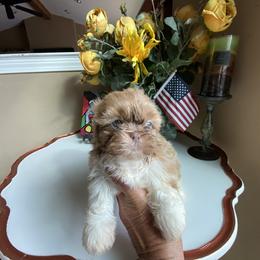Girl 1 Blondi - Gold and white female Shih Tzu puppy in Troy, Michigan from "Shihtzu Best Friend"