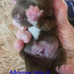 Boy 4 - male Shih Tzu puppy in Roanoke, Virginia from Adeline Joys Shih tzus of Roanoke Virginia