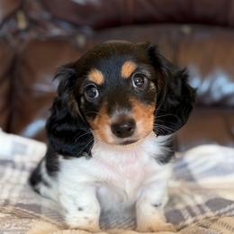 Mister - Piebald male Dachshund puppy in Jamestown, California from Triple L Dachshunds