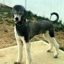 Darwin  - Poodle