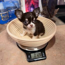 Manny - Chocolate and white male Chihuahua puppy in Austin, Indiana from Dog Bones N Harmony
