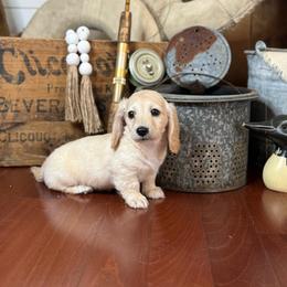 Leo - Cream male Dachshund puppy in Woodbine, Georgia from Coastal Bluff Pups