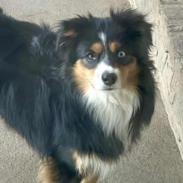 Miniature Australian Shepherds and Toy Australian Shepherds from Ashley's Aussies, LLC