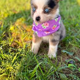 Misty - Blue merle female Toy Australian Shepherd puppy in Puryear, Tennessee from A&W Toy Aussies