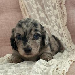 Ember - Dapple female Dachshund puppy in Mc Donough, Georgia from Hot Diggity Doxies