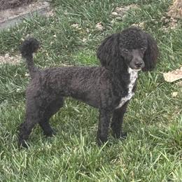 Molly - Poodle