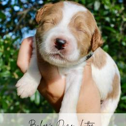 Brownie - Parti female Goldendoodle puppy in Comanche, Texas from Central Texas Doodles, LLC.